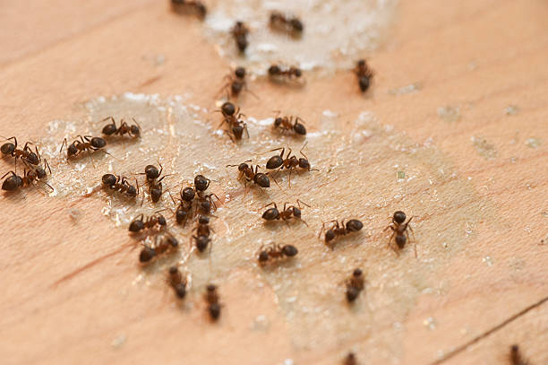 Best Wasp Removal Services  in La Cygne, KS